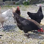 Bo Landlig, Sentralt Utenfor Bergen