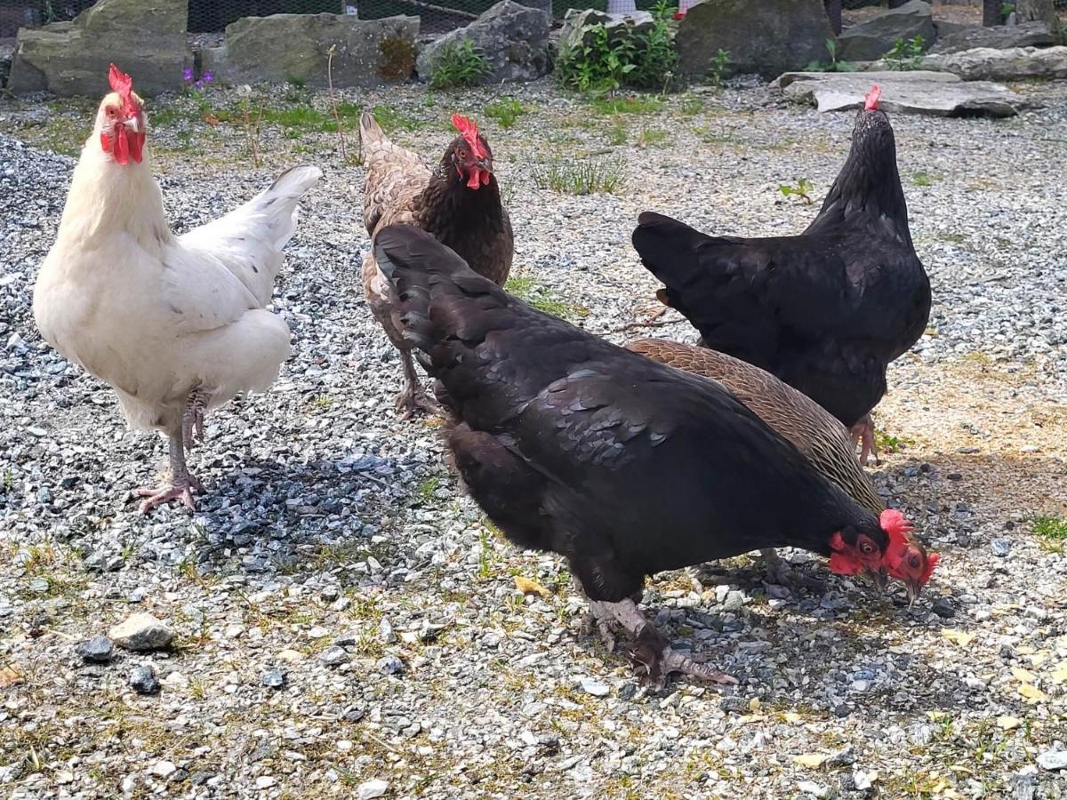 Bo Landlig, Sentralt Utenfor Campsite Bergen