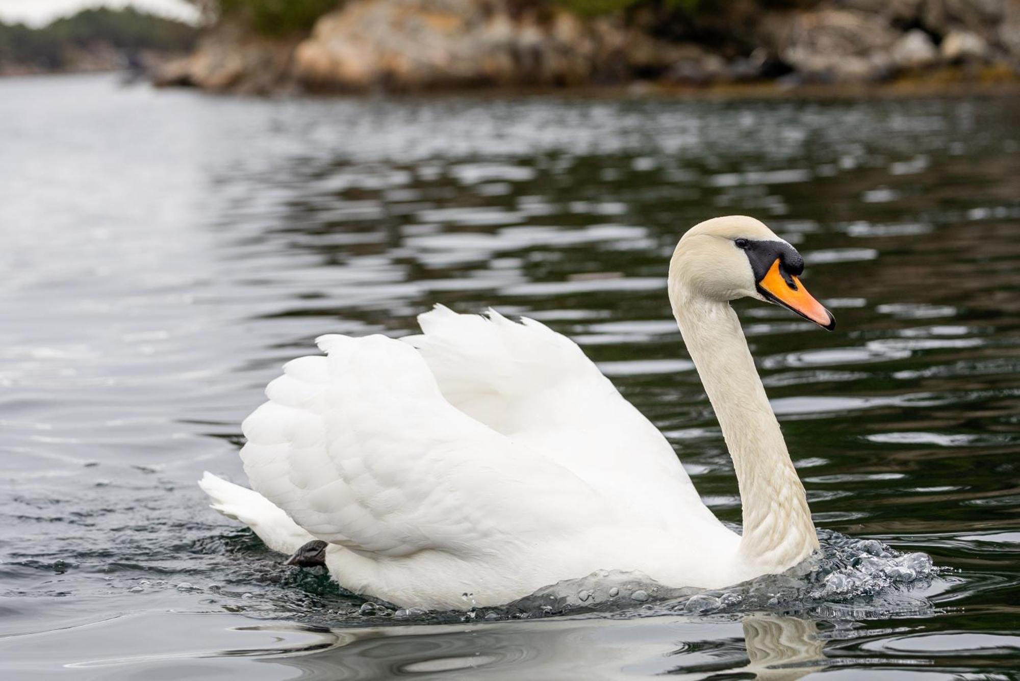 Båter Floating