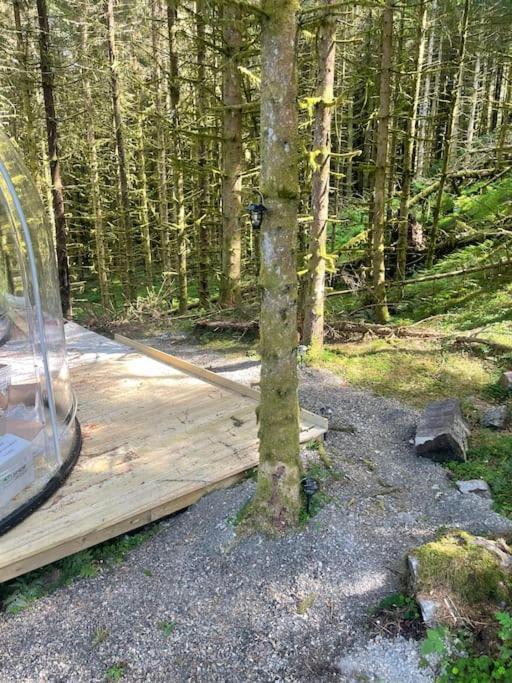 Magical Forest Haven Dome