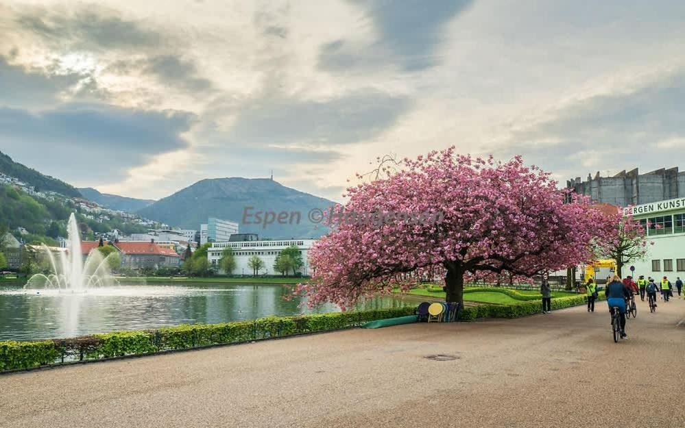 Floor Close To Grieg Hall And Town Square * Bergen