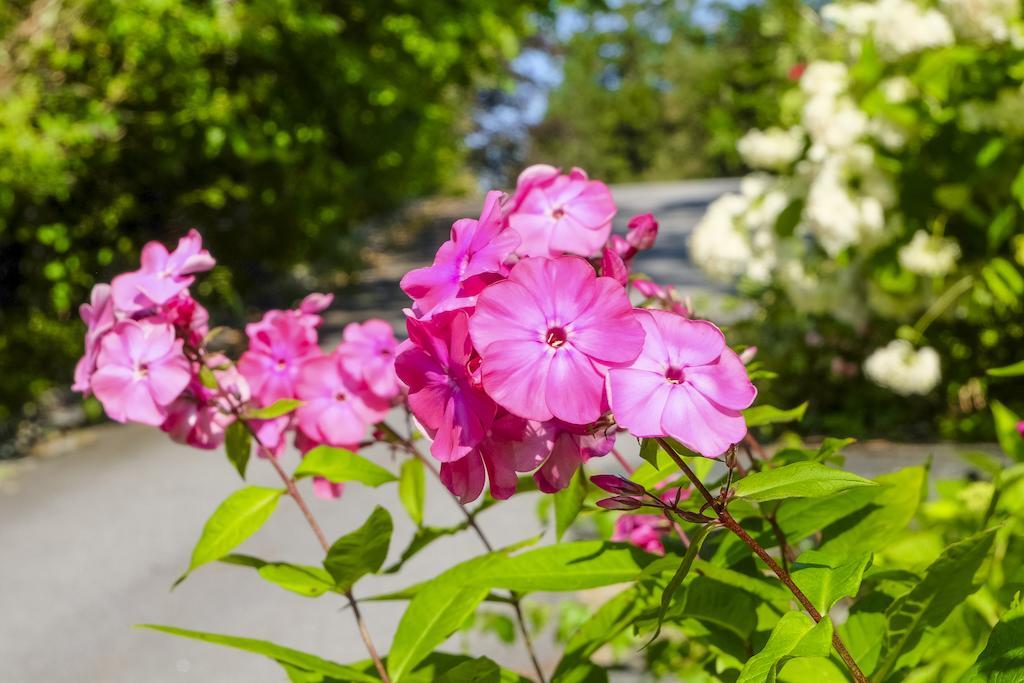 Bed & Breakfast Charlotte 5*